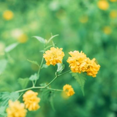 群英赋ol破解版下载